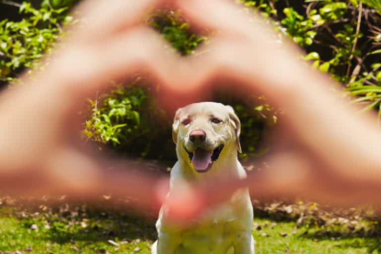 Der Hund im Garten so machst du deinen Garten hundesicher