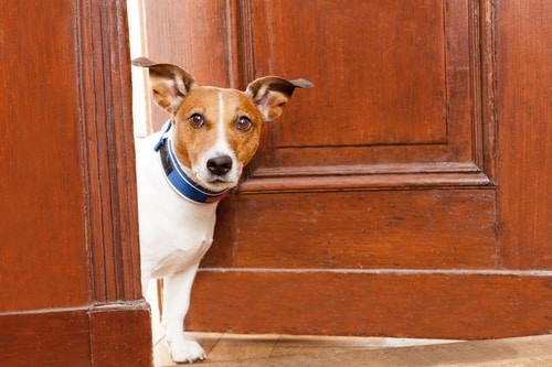 Hunde Türschutzgitter ohne Bohren